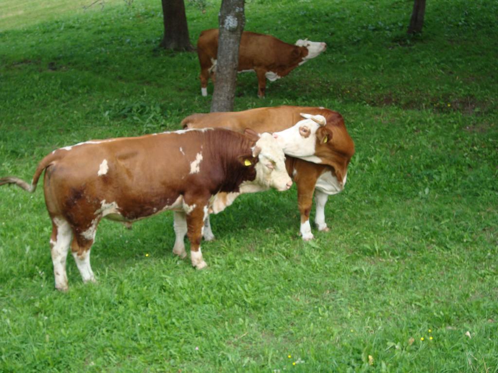 Farm Stay Ramšak Zreče Dış mekan fotoğraf